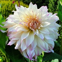 Dalia Crazy Love.jpg