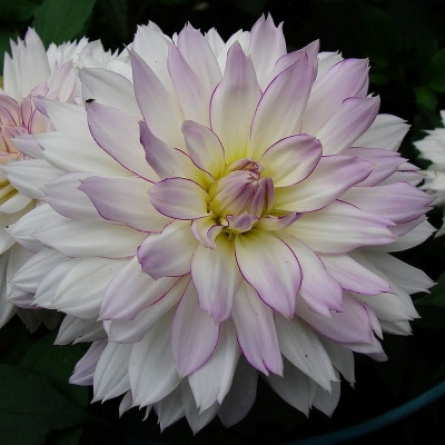Dalia talerzowa Crazy Love 1szt