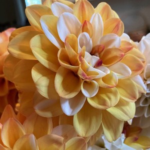 Dalia dekoracyjna Double Jill 1szt