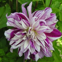 Dalia Bristol Stripe.jpg