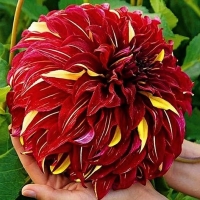 Dalia bohemian spartacus.jpg