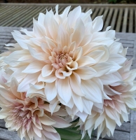 Dalia cafe au lait.jpg