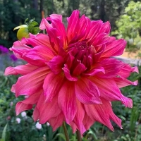 Dalia Jocondo.jpg