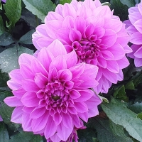 Dalia Lavender Perfection 1.jpg
