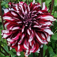 Dalia Tartan.jpg