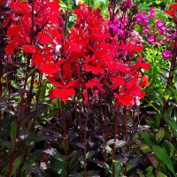 Lobelia Crimson Princess.jpg