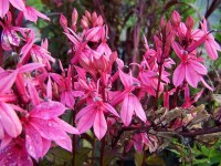 Lobelia Rose Princess .jpg