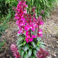 Lobelia Rose Princess.jpg