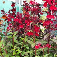 Lobelia Scarlet Princess.jpg