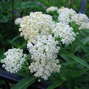 Trojeść bulwiasta Ice Ballet 1szt