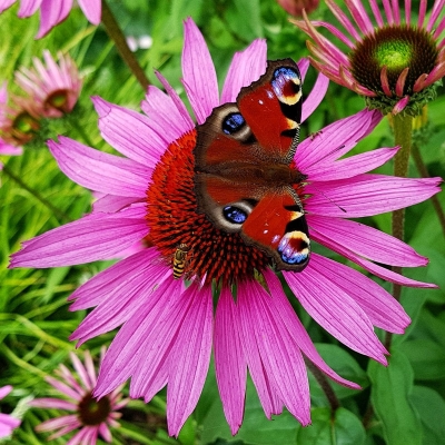 Jeżówka Purpurea 1szt