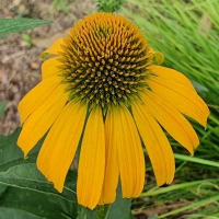 Jeżówka Sunflower.jpg