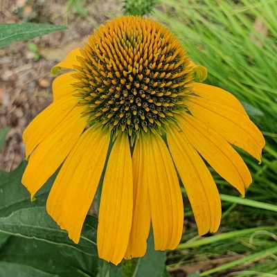 Jeżówka Sunflower 1szt