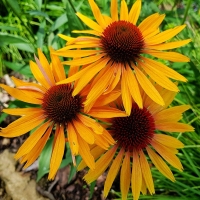 Jeżówka Sunflower.jpg