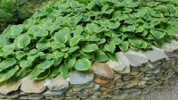 funkia aureomarginata