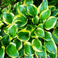 hosta aureomarginata