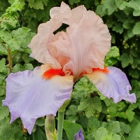 Irys Peach Picotee