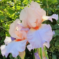 Irys Peach Picotee