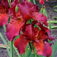 Irys Red Zinger