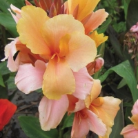 Canna Angel Martin