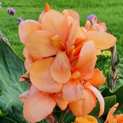 Canna  Paciorecznik Louis Cotin 1szt