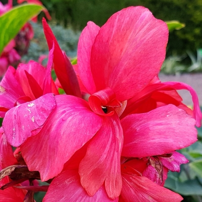 Canna  Paciorecznik City of Portland 1szt