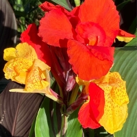 Canna Cleopatra
