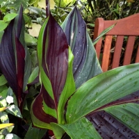 Canna Cleopatra liść