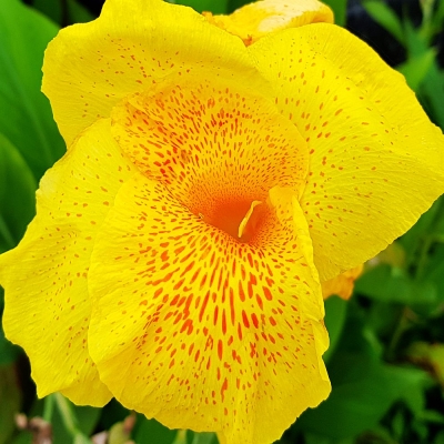 Canna  Paciorecznik En Avant 1szt