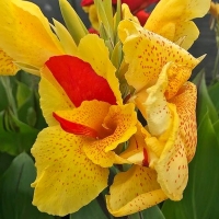 Canna Cleopatra