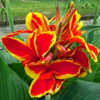 Canna Lucifer