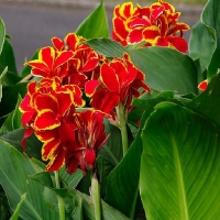 Canna Lucifer