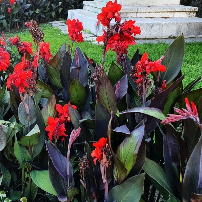 Canna  Paciorecznik Crimson Beauty 1szt