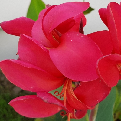 Canna  Paciorecznik Mrs. Oklahoma 1szt