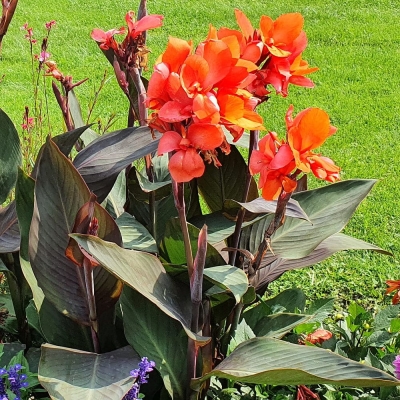 Canna  Paciorecznik Ingeborg 1szt