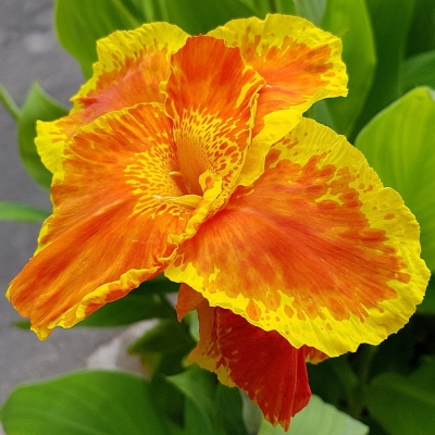 Canna  Paciorecznik Mr. Crozy 1szt