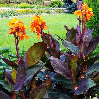 Canna  Paciorecznik Wyoming 1szt