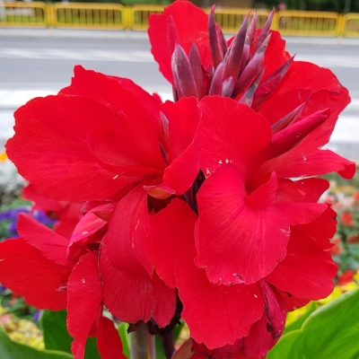 Canna  Paciorecznik The President 1szt