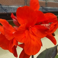 Canna Black Knight