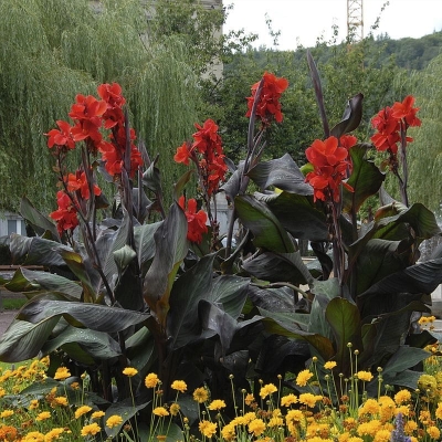Canna  Paciorecznik Black Knight 1szt