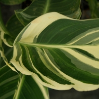 Canna Stuttgart