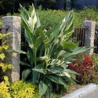 Canna Stuttgart