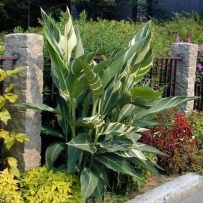 Canna  Paciorecznik Stuttgart 1szt