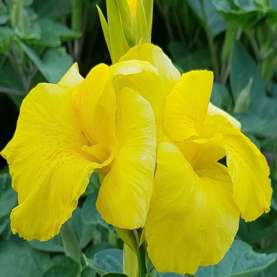 Canna  Paciorecznik Yellow Futurity 1szt