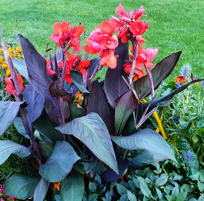Canna  Paciorecznik Verdi 1szt