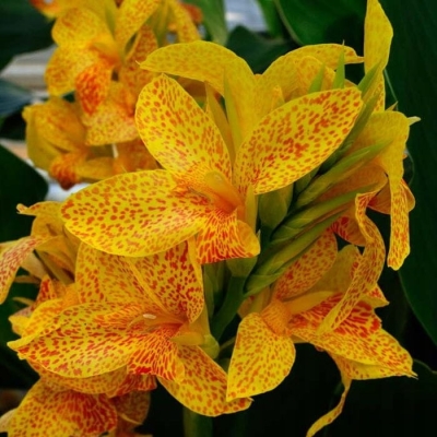 Canna  Paciorecznik Picasso 1szt