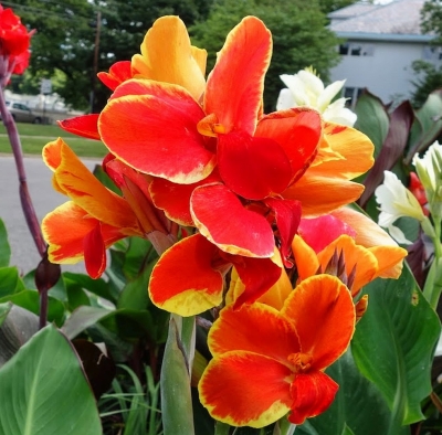 Canna Paciorecznik Rosemund Coles 1szt