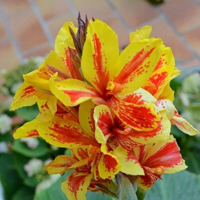 Canna Paciorecznik Reine Charlotte 1szt