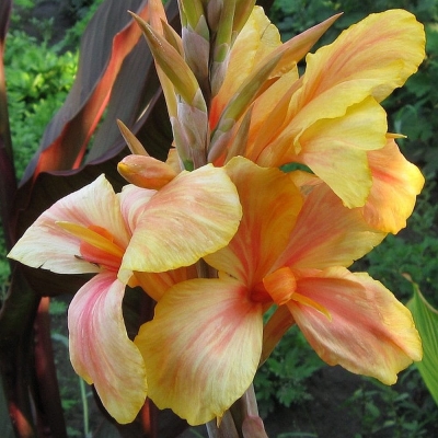 Canna Paciorecznik Talisman 1szt