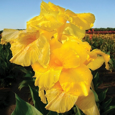 Canna Paciorecznik Richard Wallace 1szt
